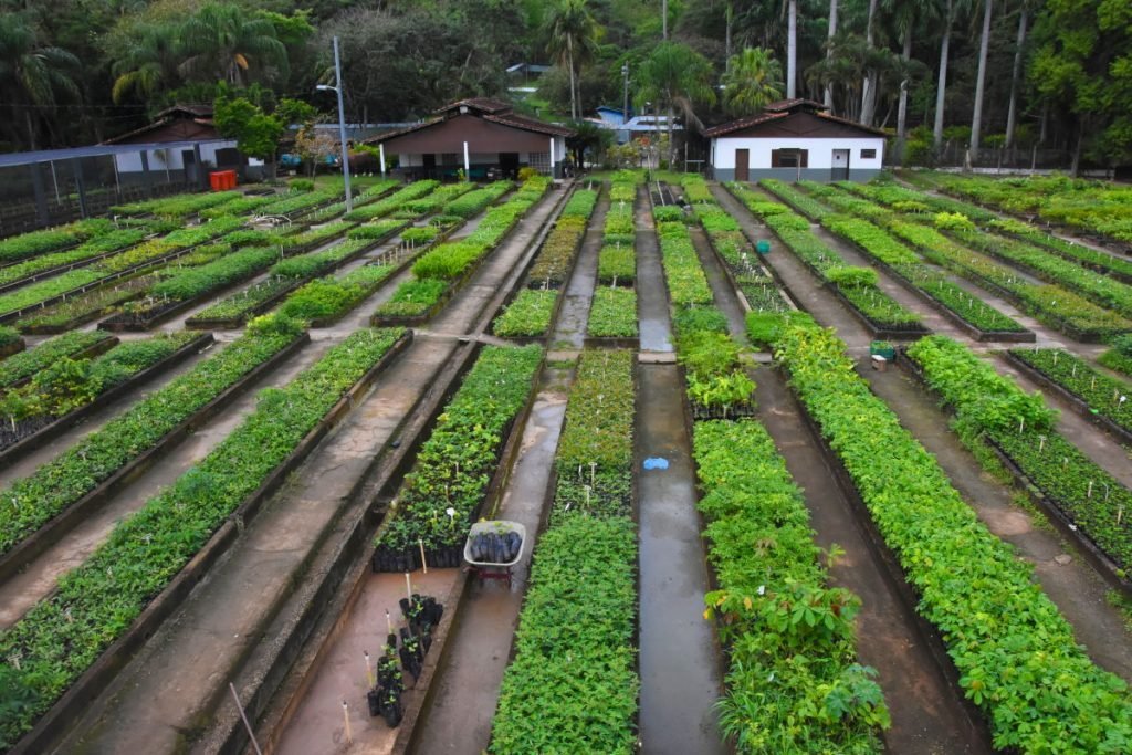 Mutirão Reflorestamento, programa de recuperação do meio ambiente